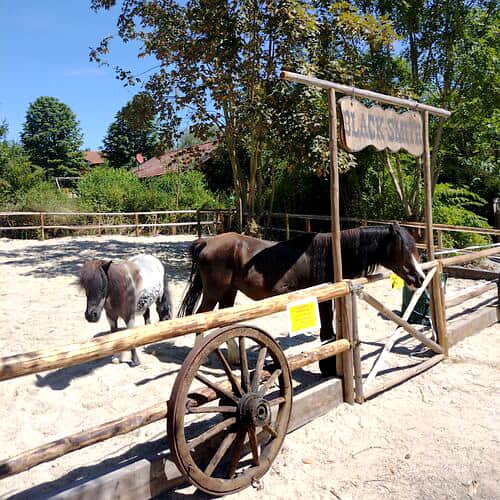Zwei Pferde stehen auf einer sandigen Koppel mit einem Holzzaun und einem Schild mit der Aufschrift „Black Stallion“, umgeben von Bäumen und Grünpflanzen.