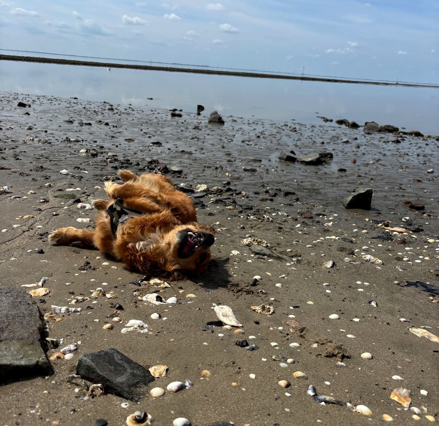 Ein Hund wälzt sich spielerisch auf einem mit Muscheln bedeckten Sandstrand unter einem klaren blauen Himmel, mit ruhigem Wasser im Hintergrund.