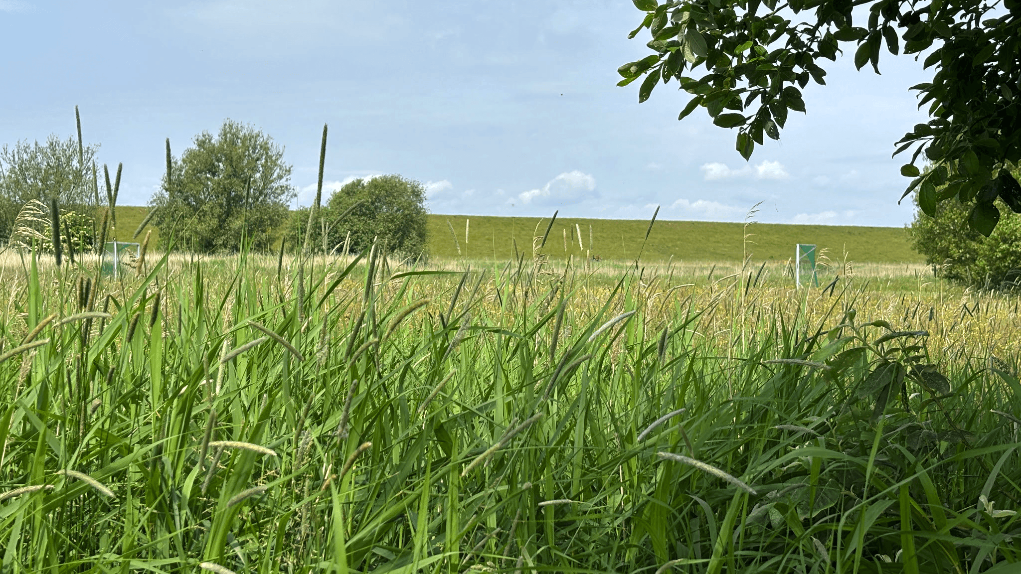 Eine saftig grüne Wiese mit hohem Gras und Bäumen unter blauem Himmel, begrenzt von einem entfernten grasbewachsenen Damm.